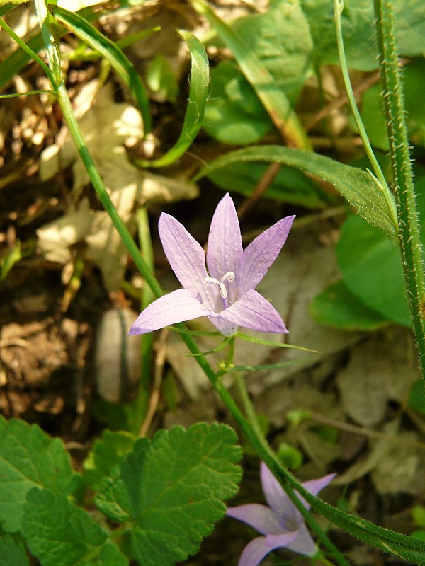 Campanula rapunculus, C. Glomerata e C. trachelium